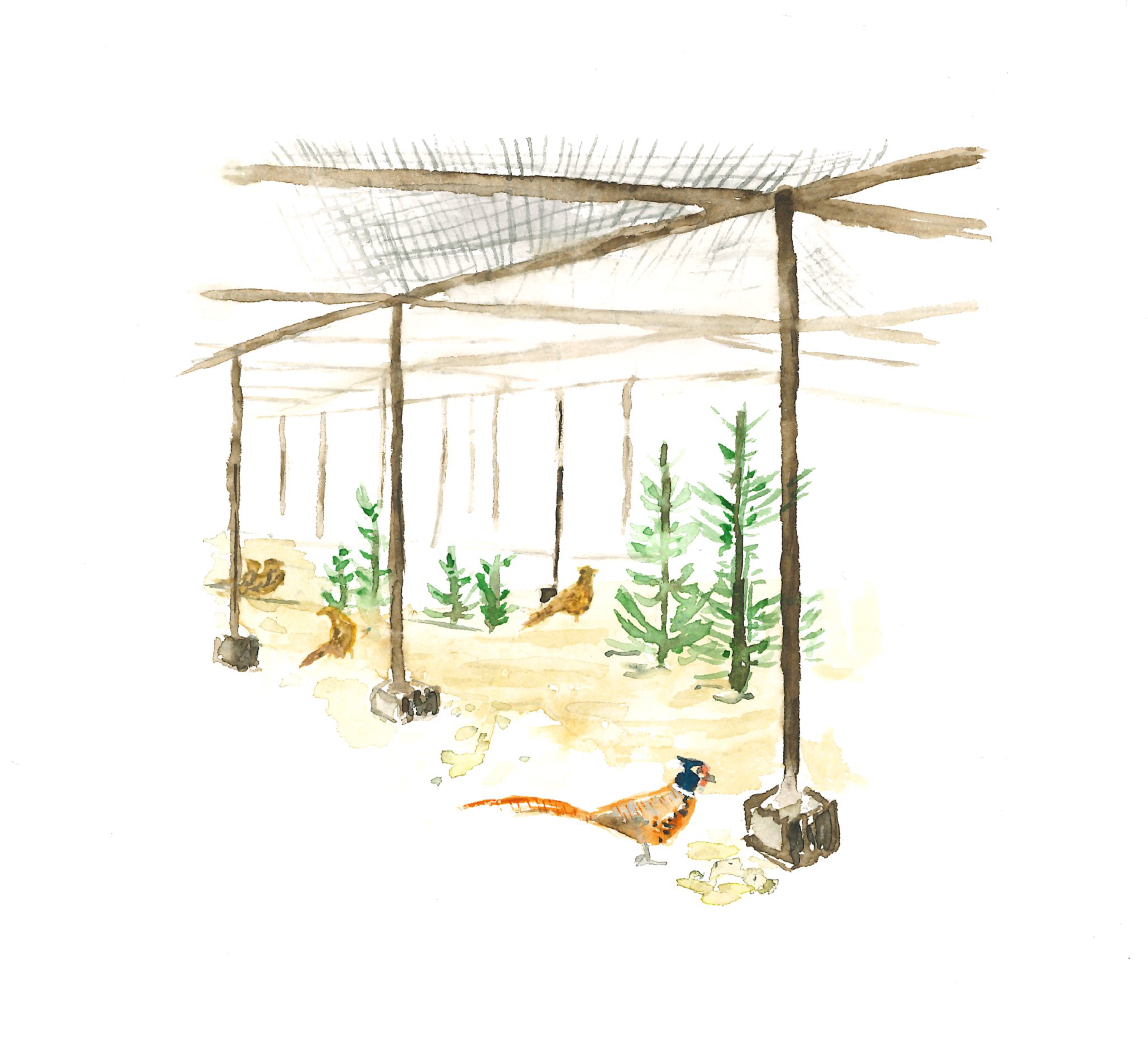 Watercolour and pencil illustration of a pheasant breeding pen or “foktoom”, by the author.
