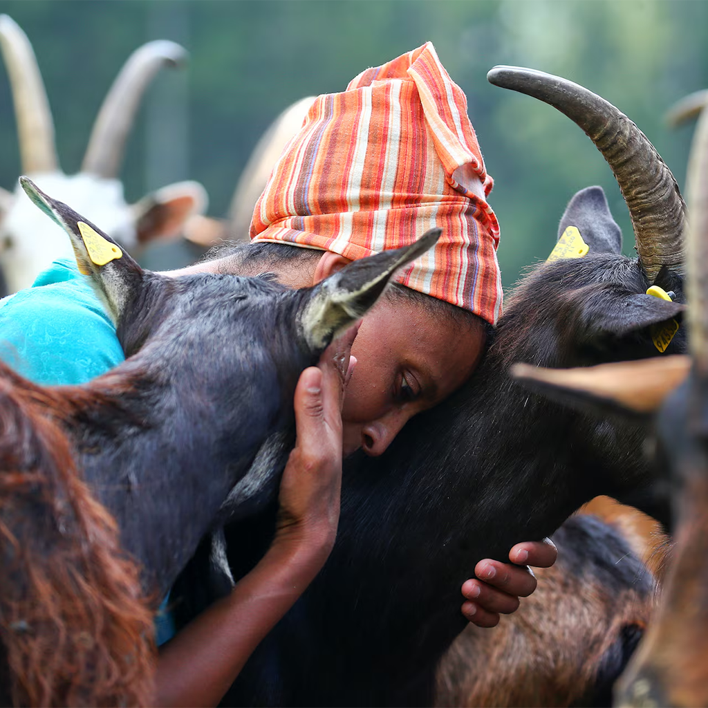 Mochena goats nuzzles up to Gudeta at her stable. REUTERS/Alessandro Bianchi